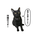 黒猫, ころすけ（個別スタンプ：24）