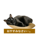 黒猫, ころすけ（個別スタンプ：26）
