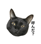 黒猫, ころすけ（個別スタンプ：27）