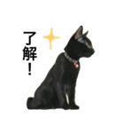 黒猫, ころすけ（個別スタンプ：29）
