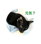 黒猫, ころすけ（個別スタンプ：30）