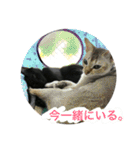 黒猫, ころすけ（個別スタンプ：31）