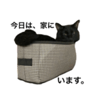 黒猫, ころすけ（個別スタンプ：32）