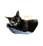 黒猫, ころすけ（個別スタンプ：36）
