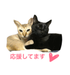 黒猫, ころすけ（個別スタンプ：37）