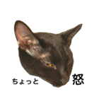 黒猫, ころすけ（個別スタンプ：40）
