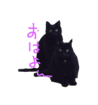 黒猫クロとあんず（個別スタンプ：1）