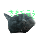 黒猫クロとあんず（個別スタンプ：3）