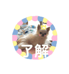 我が家の王子様ぷりんくんスタンプ（個別スタンプ：1）