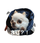 我が家の王子様ぷりんくんスタンプ（個別スタンプ：3）