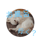 我が家の王子様ぷりんくんスタンプ（個別スタンプ：10）