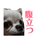 我が家の王子様ぷりんくんスタンプ（個別スタンプ：11）
