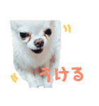我が家の王子様ぷりんくんスタンプ（個別スタンプ：13）