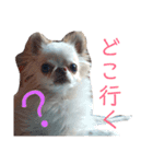 我が家の王子様ぷりんくんスタンプ（個別スタンプ：16）
