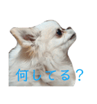 我が家の王子様ぷりんくんスタンプ（個別スタンプ：20）