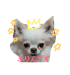 我が家の王子様ぷりんくんスタンプ（個別スタンプ：21）