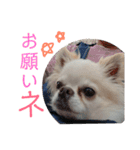 我が家の王子様ぷりんくんスタンプ（個別スタンプ：23）