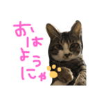 前田んちの猫 みーくん（個別スタンプ：1）