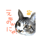 前田んちの猫 みーくん（個別スタンプ：3）