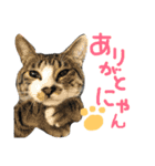 前田んちの猫 みーくん（個別スタンプ：5）