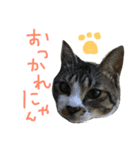 前田んちの猫 みーくん（個別スタンプ：11）