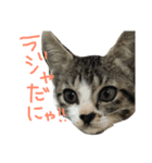 前田んちの猫 みーくん（個別スタンプ：14）