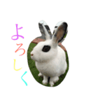うさfamily（個別スタンプ：7）