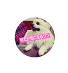 チワワのリュウくん（個別スタンプ：1）