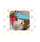 チワワのリュウくん（個別スタンプ：3）