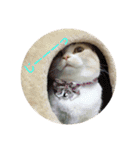 みんなが好きな猫（個別スタンプ：1）