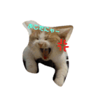 みんなが好きな猫（個別スタンプ：2）