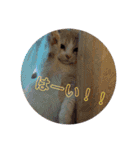 みんなが好きな猫（個別スタンプ：3）