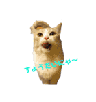 みんなが好きな猫（個別スタンプ：5）