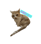 みんなが好きな猫（個別スタンプ：6）