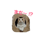 みんなが好きな猫（個別スタンプ：8）