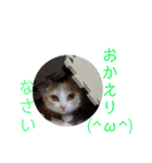 みんなが好きな猫（個別スタンプ：9）