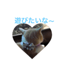 みんなが好きな猫（個別スタンプ：10）
