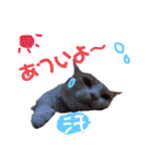みんなが好きな猫（個別スタンプ：11）