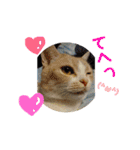 みんなが好きな猫（個別スタンプ：12）