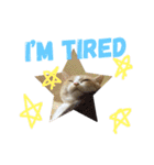 みんなが好きな猫（個別スタンプ：13）