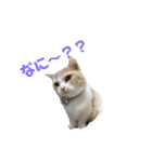 みんなが好きな猫（個別スタンプ：18）
