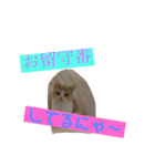 みんなが好きな猫（個別スタンプ：19）