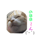 みんなが好きな猫（個別スタンプ：20）
