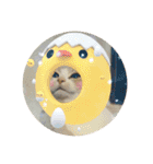 みんなが好きな猫（個別スタンプ：21）