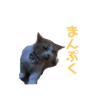 みんなが好きな猫（個別スタンプ：22）