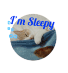 みんなが好きな猫（個別スタンプ：23）