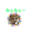みんなが好きな猫（個別スタンプ：24）