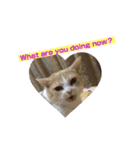 みんなが好きな猫（個別スタンプ：25）