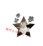 みんなが好きな猫（個別スタンプ：27）