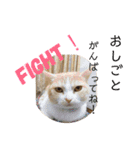 みんなが好きな猫（個別スタンプ：28）